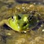 Bullfrog in the Bar