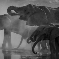 Four Elephants in a storm