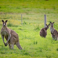 A Texan in Australia