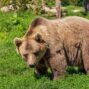 Bear in a Bar