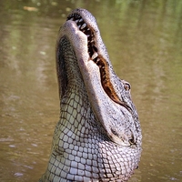 Alligator in the Bar